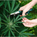 Can I Grow Delta 8 Flowers at Home?